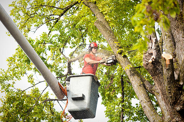 How Our Tree Care Process Works  in  Colville, WA